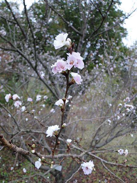 鳥取花廻廊 (14).JPG