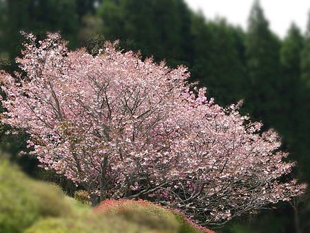 椎八重 (79)