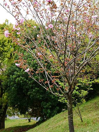 高岡公園  (38)