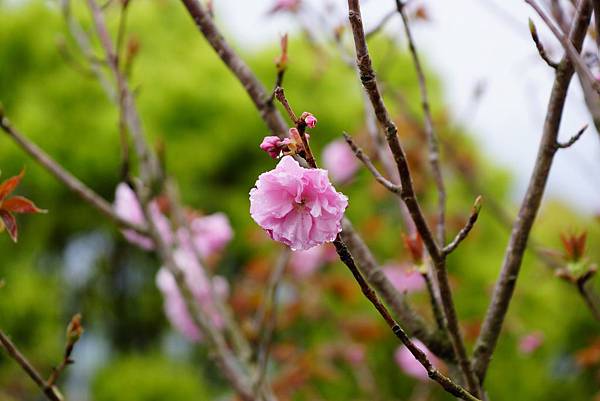 高崗公園 (5)