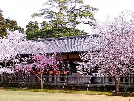 東大寺 (38)