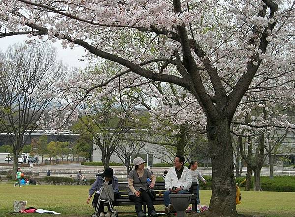 萬博紀念公園 (13)