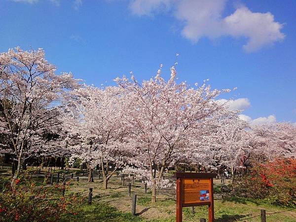 京都府立植物園 (118)