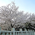 冰室神社 (21)