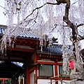 冰室神社 (75)