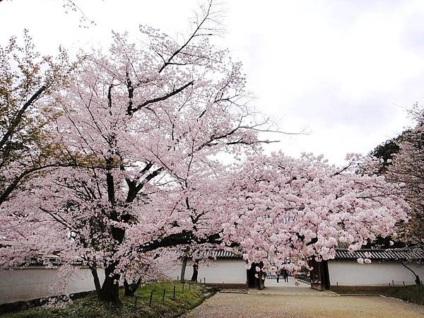 醍醐寺 (209)