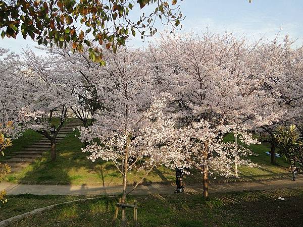 毛馬櫻之宮公園 (23)