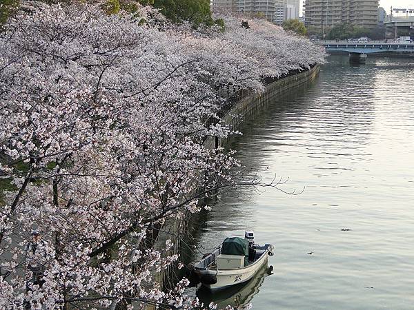 毛馬櫻之宮公園 (95)