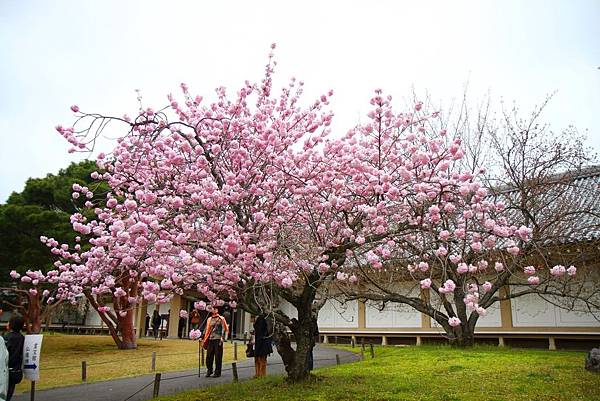 醍醐寺 (109)