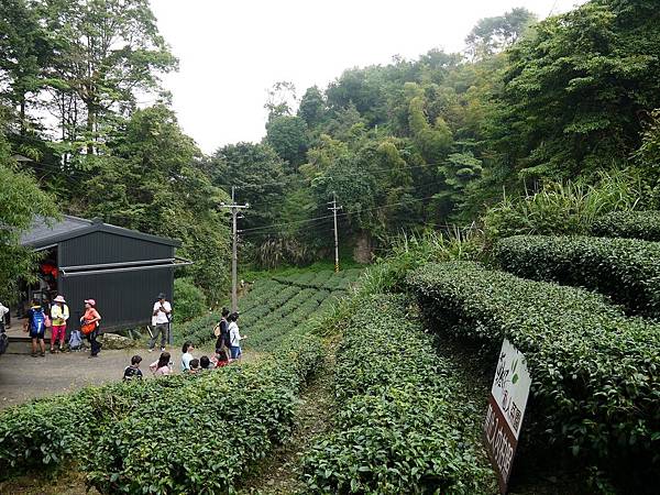 忘憂森林 (7) 忘憂森林 (7)