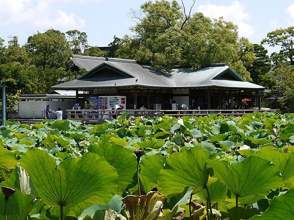 鶴岡八幡宮 (205).JPG