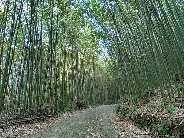 台版嵐山烏嗄彥竹林