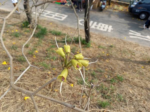 嘉義朴子溪黃花風鈴木 (63).jpg