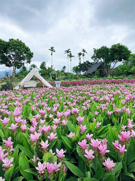 花露農場 (3).JPG