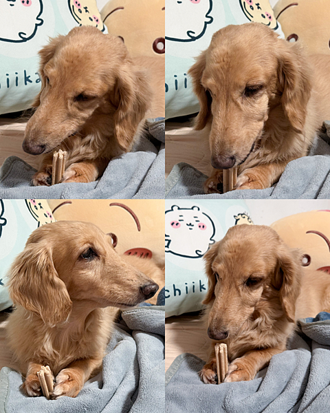 寵物潔牙推薦毛起來-阿姆阿姆潔牙棒 超級1棒,兼具保健潔牙 寵物潔牙推薦毛起來-阿姆阿姆潔牙棒 超級1棒,兼具保健潔牙