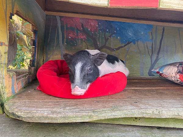 南投景點「星月天空」夏日夕陽超美-親子園區-情侶約會景觀餐廳