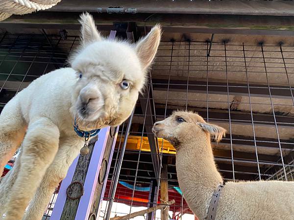 南投景點「星月天空」夏日夕陽超美-親子園區-情侶約會景觀餐廳