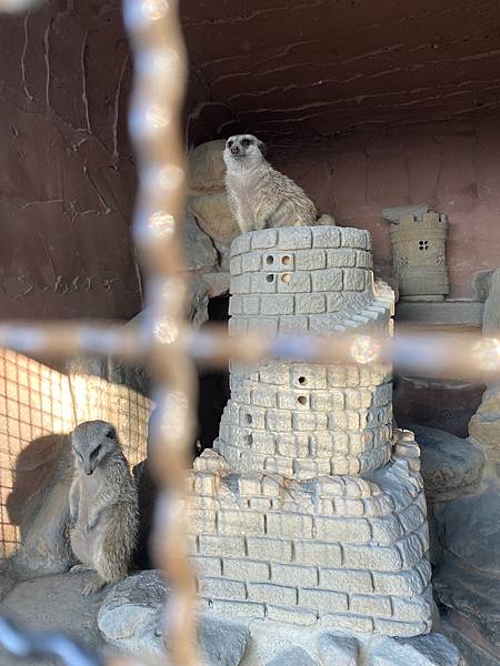南投景點「星月天空」夏日夕陽超美-親子園區-情侶約會景觀餐廳