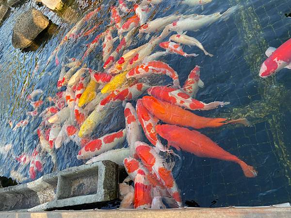 南投景點「星月天空」夏日夕陽超美-親子園區-情侶約會景觀餐廳