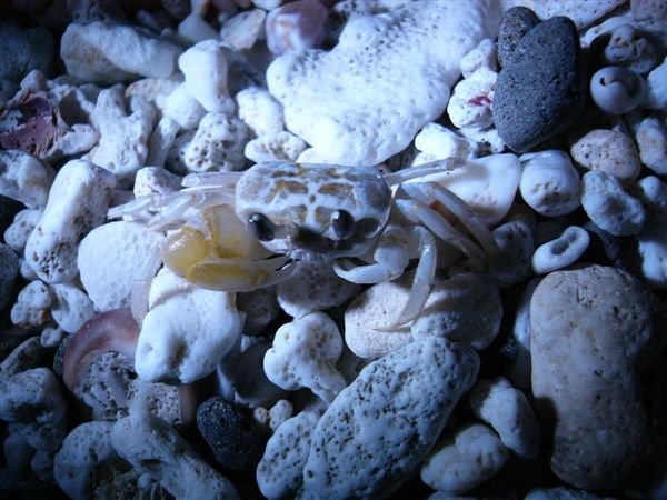 大白沙的小螃蟹