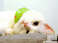 200505_04.gif