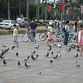 廣場上的鴿子