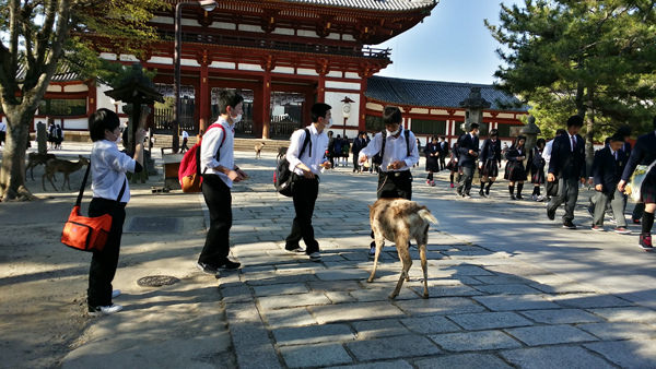 Nara (7)