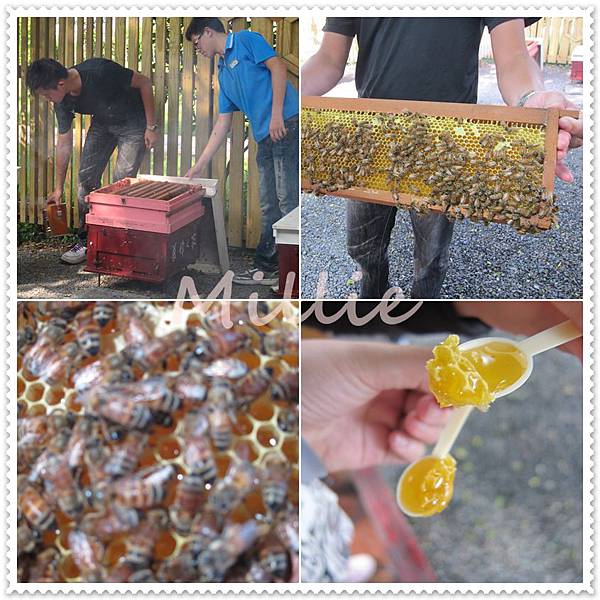 宜蘭遊 嗡嗡嗡嗡 有聽導覽有差之養蜂人家 採蜂館 Millie 的生活筆記 痞客邦 宜蘭遊 嗡嗡嗡嗡 有聽導覽有差之養蜂人家 採蜂館 Millie 的生活筆記 痞客邦