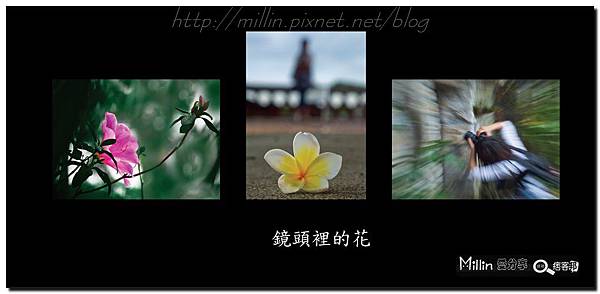 攝影 組合作品 鏡頭裡的花