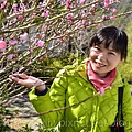 武陵農場_櫻花期將至(攝於102年1月底)