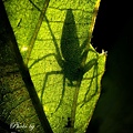 玩剪影-Photo By Chung chun-chou