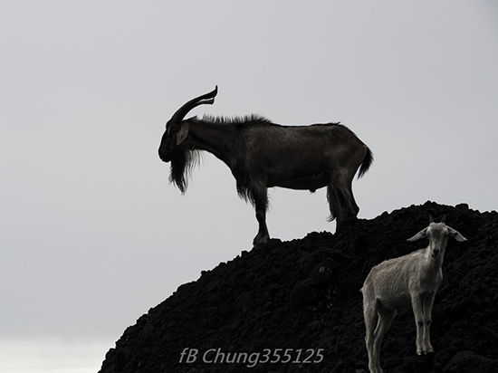 玩剪影-Photo By Chung chun-chou