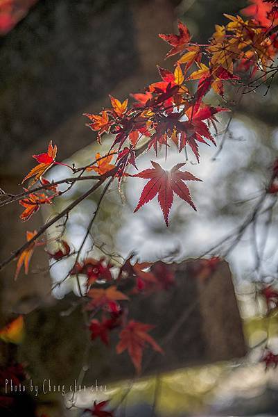 京都嵐山篇-photo by chung chun chou