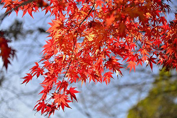 京都嵐山篇-photo by chung chun chou