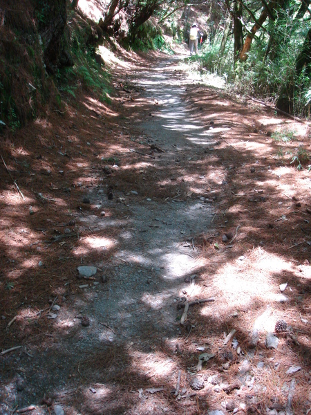 路上松果滿地