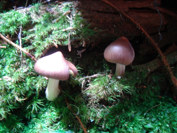我在路旁的腐木上發現的蘑菇