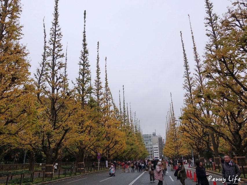 東京浪漫銀杏大道｜明治神宮外苑銀杏林