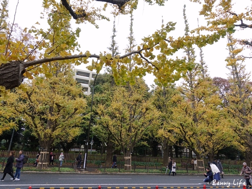 東京浪漫銀杏大道｜明治神宮外苑銀杏林