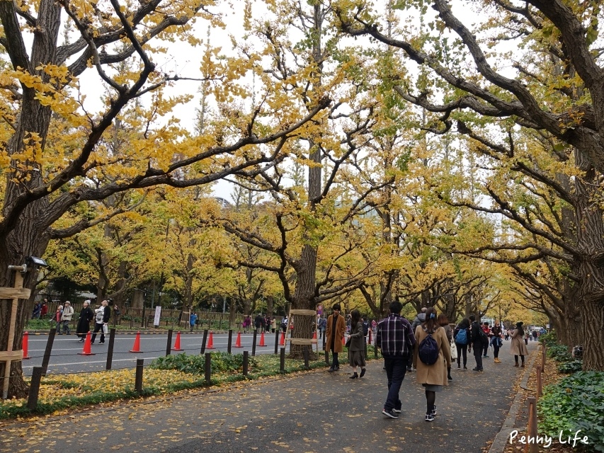 東京浪漫銀杏大道｜明治神宮外苑銀杏林