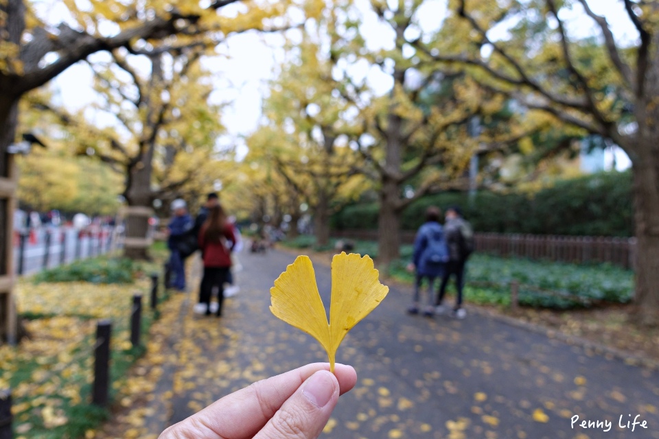 東京浪漫銀杏大道｜明治神宮外苑銀杏林