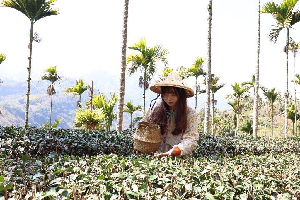 瑞里紫藤花季登場-嘉義梅山紫色秘境下的浪漫茶席、體驗手沖高山