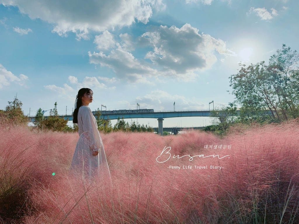 韓國釜山｜大渚生態公園粉黛亂子草-秋天限定的免費浪漫景點-網