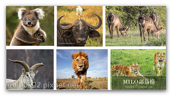 下載 高清桌布animal 高畫質野生動物zoo桌面壁紙full Hd Wallpapers 3000 High Quality Desktop Wallpapers 4k Ultra Hd Milo Blog 隨意窩xuite日誌