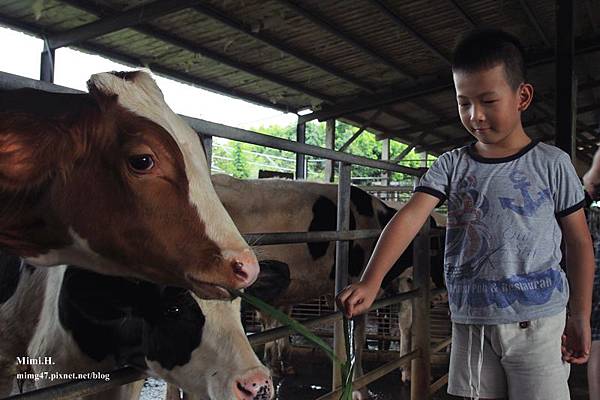乳牛的家6.JPG