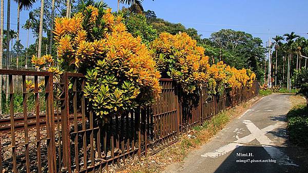 集集綠色隧道9.JPG