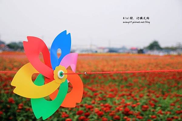 高雄橋頭花海2.JPG