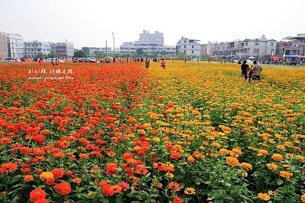 高雄橋頭花海21.JPG