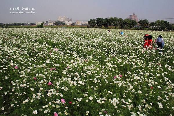 高雄橋頭花海35.JPG