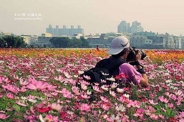 高雄橋頭花海46.JPG