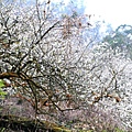 梅嶺賞梅1.JPG